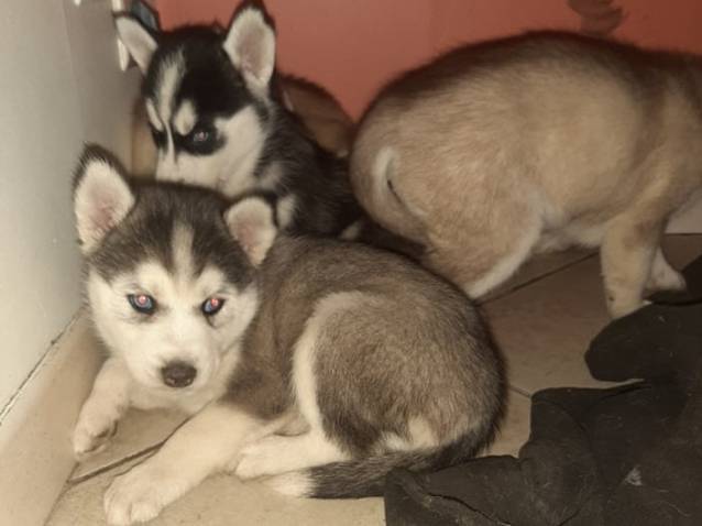 Superbes Chiots Husky à Vendre Petite Annonce Chien