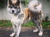 De race Akita Inu disponible pour saillie