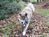 De race Akita Inu disponible pour saillie