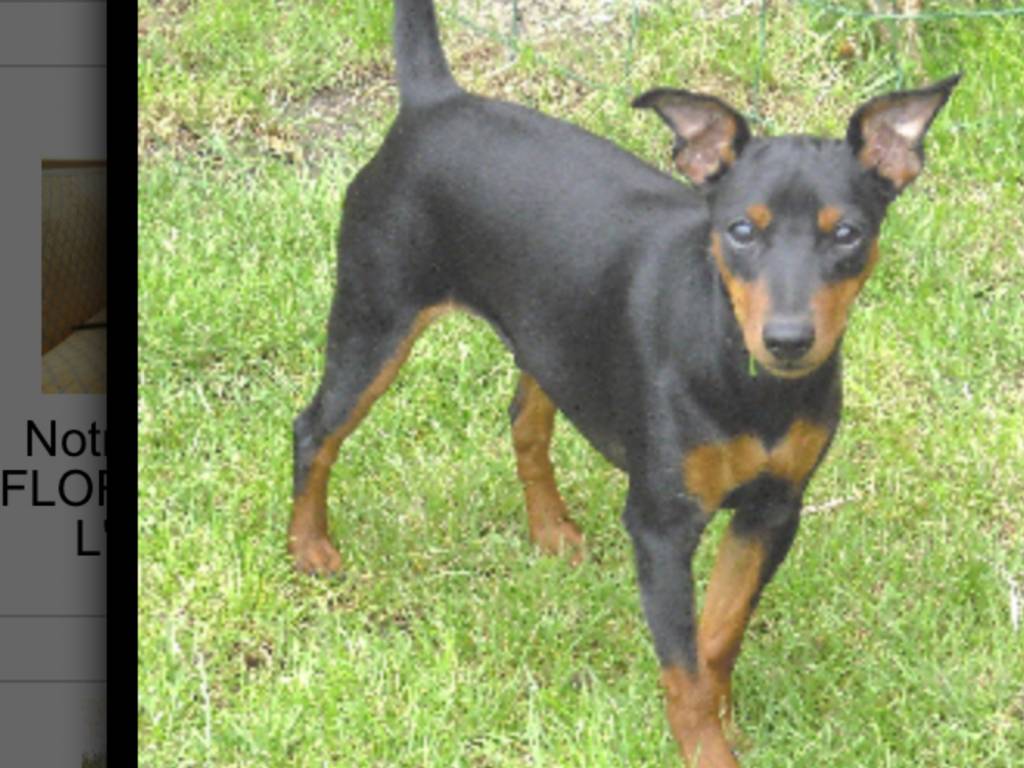 Pinscher Nain à Vendre Le Bon Coin