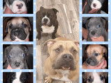 Chiots American Bully à vendre