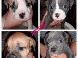 Chiots American Bully à vendre