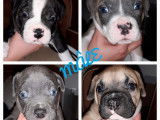 Chiots American Bully à vendre