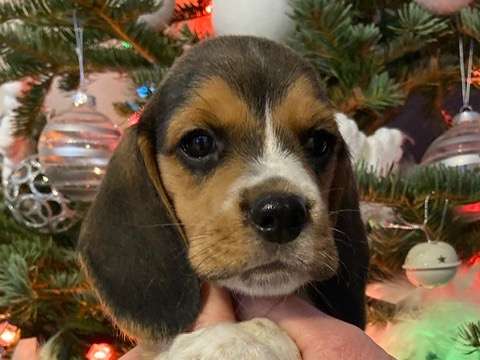 Superbe Chiot Beagle De Lignée De Compagnie à Vendre