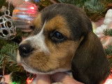 Superbe chiot Beagle de lignée de compagnie à vendre