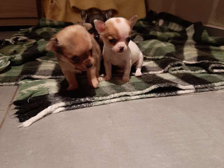 Chiots de type Chihuahua à vendre (3 mâles)