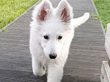 Chiot de race Berger Blanc Suisse mâle à vendre