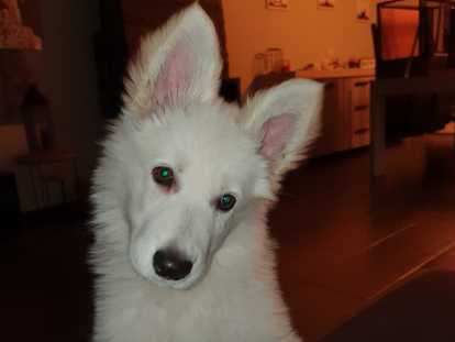 Berger Blanc Suisse Caractère Et éducation Santé Et