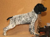 Chiots braques d&rsquo;Auvergne LOF disponibles