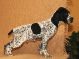 Chiots braques d&rsquo;Auvergne LOF disponibles