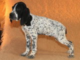 Chiots braques d&rsquo;Auvergne LOF disponibles