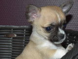 Chiots de type Chihuahua à vendre (2 mâles)