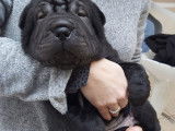 Magnifiques chiots Shar-Pe&iuml; &agrave; vendre