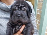 Magnifiques chiots Shar-Pe&iuml; &agrave; vendre