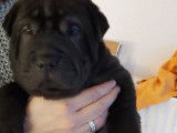 Magnifiques chiots Shar-Pe&iuml; &agrave; vendre