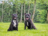 4 chiots Staffordshires Bull Terrier à vendre