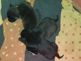 4 chiots Staffordshires Bull Terrier à vendre