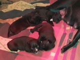 4 chiots Staffordshires Bull Terrier à vendre