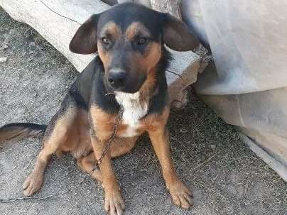 Chien Berger Allemand Mâle à Donner Petite Annonce Chien