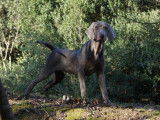 Chiots Braques de Weimar disponibles
