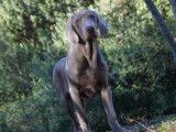 Chiots Braques de Weimar disponibles