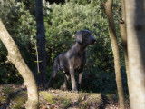 Chiots Braques de Weimar disponibles