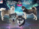 Chiots Alaskans Malamutes LOF à vendre