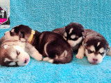 Chiots Alaskans Malamutes LOF à vendre
