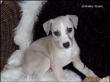 Chiot Whippet LOF avec caract&egrave;re et beaut&eacute; d'exception &agrave; vendre