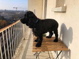 Magnifique Cocker Spaniel Anglais mâle disponible pour saillie