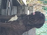 Cane Corso LOF 2 ans bringé pour saillie
