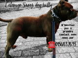 Chiots American bully