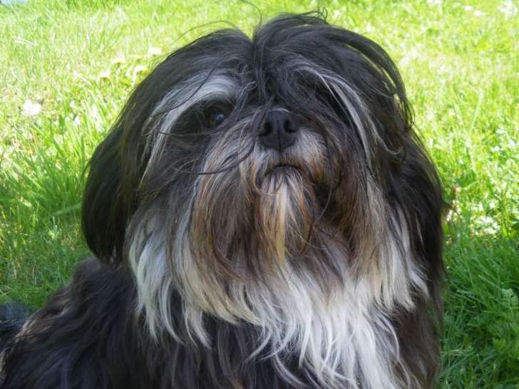 Chiots Lhassa Apso à Vendre Petite Annonce Chien