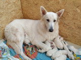 Chiots Bergers Blancs Suisses à vendre