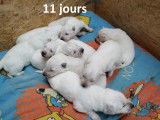 Chiots Bergers Blancs Suisses à vendre