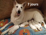 Chiots Bergers Blancs Suisses à vendre