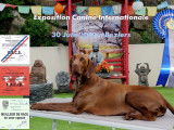 Braque Allemand disponible pour saillie