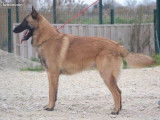 10 chiots Bergers Belges Malinois à vendre (10 femelles)