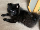 Chiot Spitz mâle noir à vendre