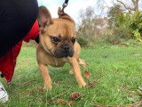 Magnifique Bouledogue Fran&ccedil;ais &agrave; vendre