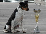 Chiots Terriers Brésiliens LOF à vendre