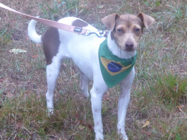 Chiots Terriers Brésiliens LOF à vendre
