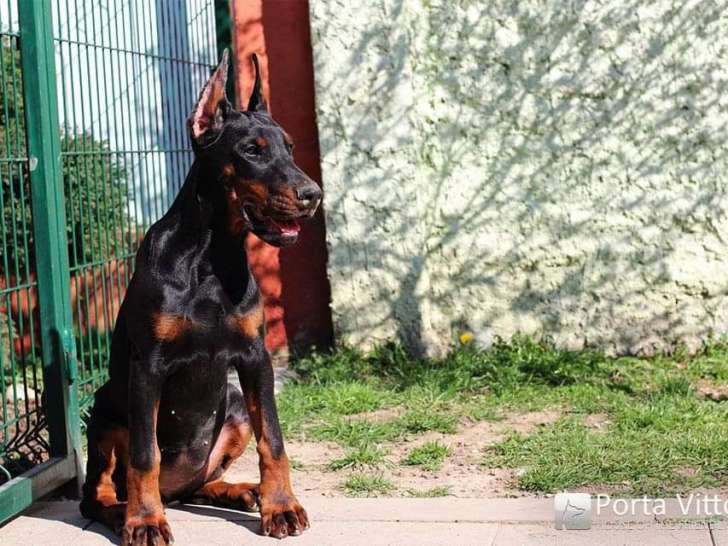 Chiots Dobermann Avec Pedigree A Vendre Petite Annonce Chien