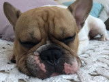 De type Bouledogue Français disponible pour saillie