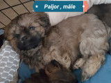 Adorable chiot Lhassa Apso né en novembre à vendre