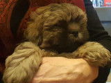 Adorable chiot Lhassa Apso né en novembre à vendre