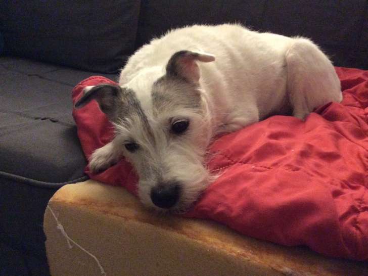 Donne Jack Russell ayant besoin d’amour