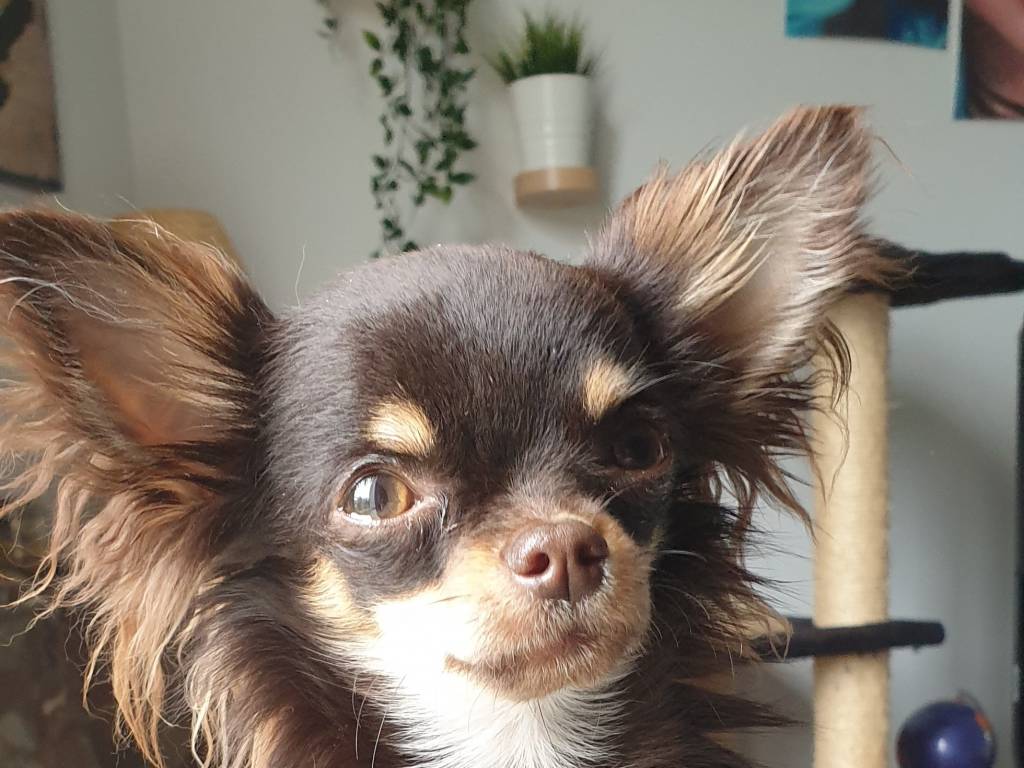 Mâle Chihuahua LOF disponible pour saillie Petite