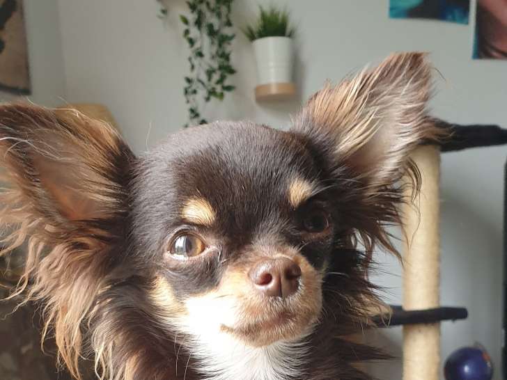 Mâle Chihuahua LOF disponible pour saillie