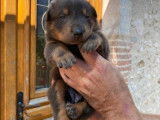 Superbes chiots Beaucerons LOF